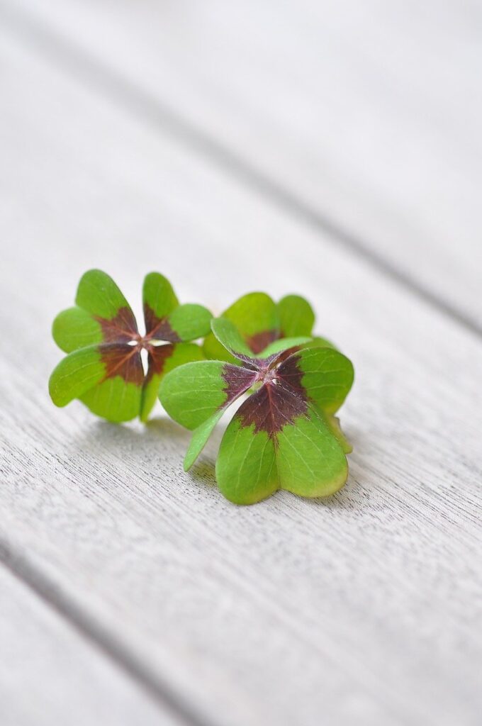 lucky clover, klee, four leaf clover
